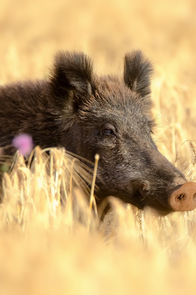 Большой дикий кабан в поле желтой пшеницы летом