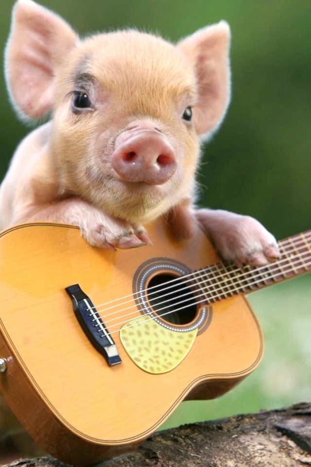 Маленький забавный поросенок с гитарой