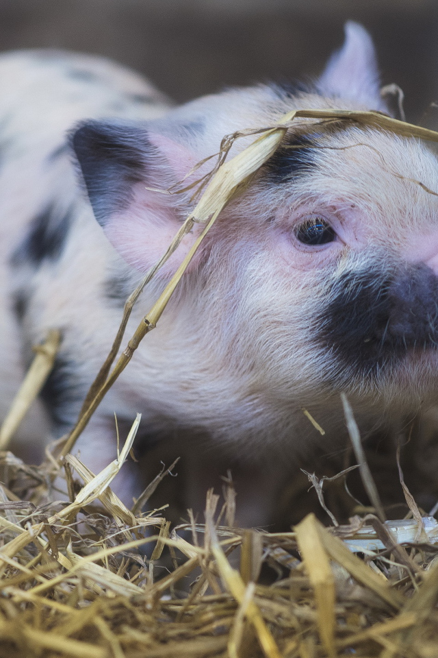 Маленькая домашняя свинка в соломе