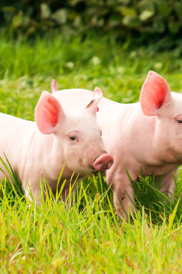 Два домашних розовых поросенка гуляют на зеленой траве