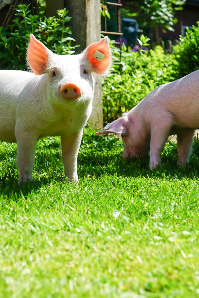 Два забавных розовых поросенка на зеленой траве