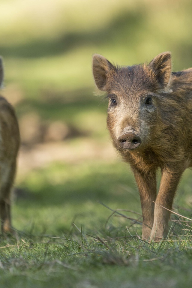 Две маленькие дикие свиньи стоят на зеленой траве