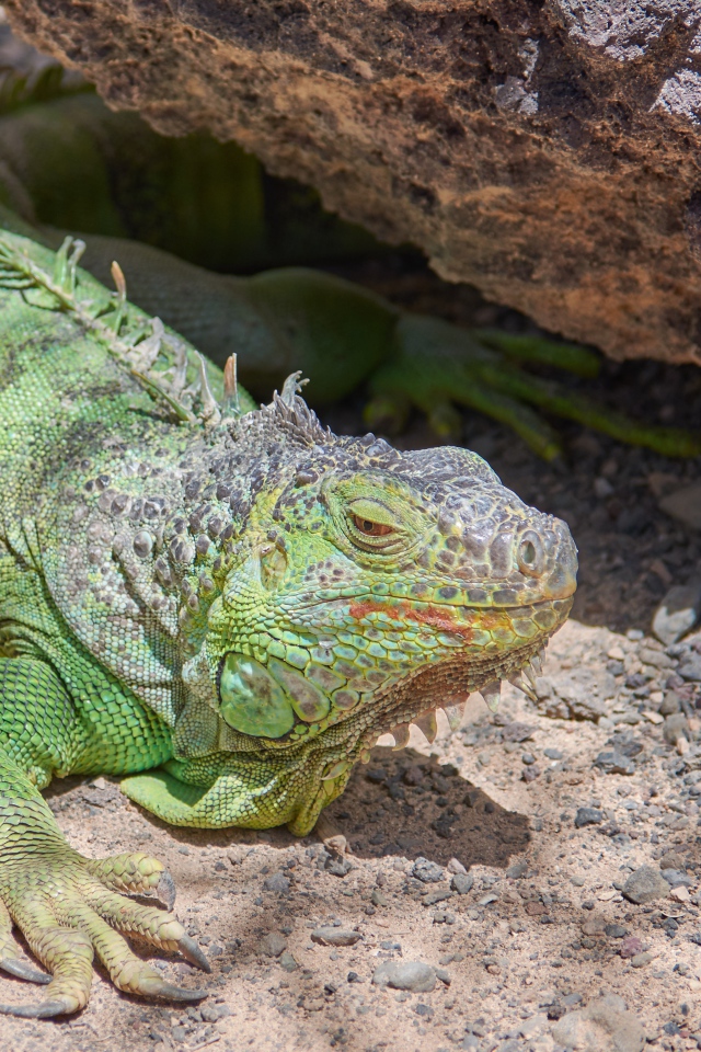 Большая зеленая игуана отдыхает на солнце