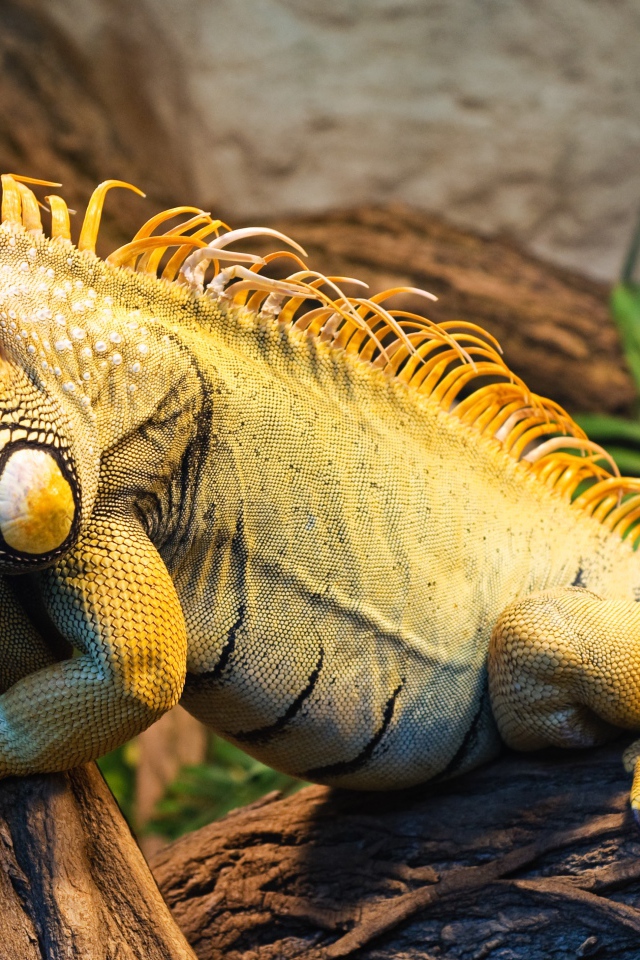 Большая игуана сидит на дереве