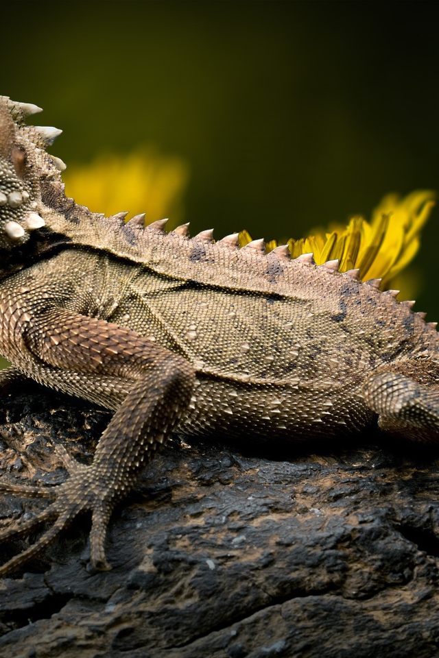 Большая игуана сидит на камне фото вблизи