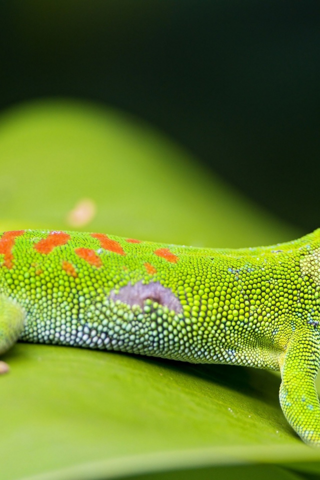Красивый зеленый геккон на зеленом листе
