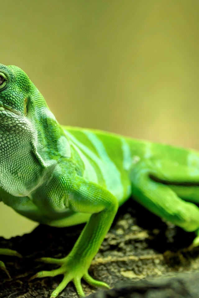 Красивая зеленая ящерица крупным планом 