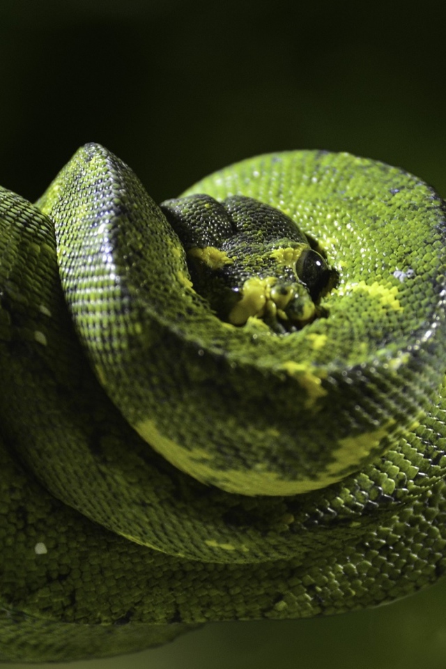 Красивый зеленый питон на ветке дерева