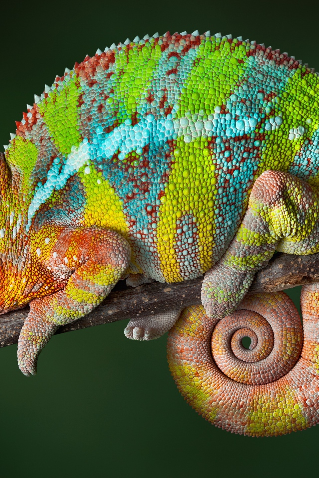 Красивый разноцветный хамелеон сидит на ветке