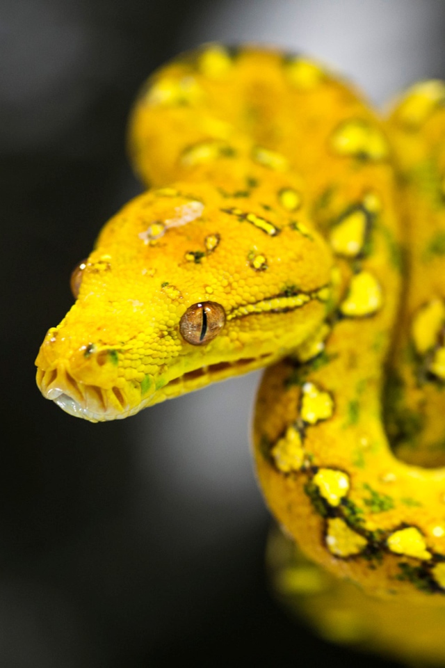 Красивая желтая змея