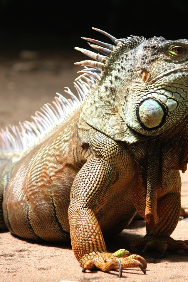 Большая красивая игуана на песке 