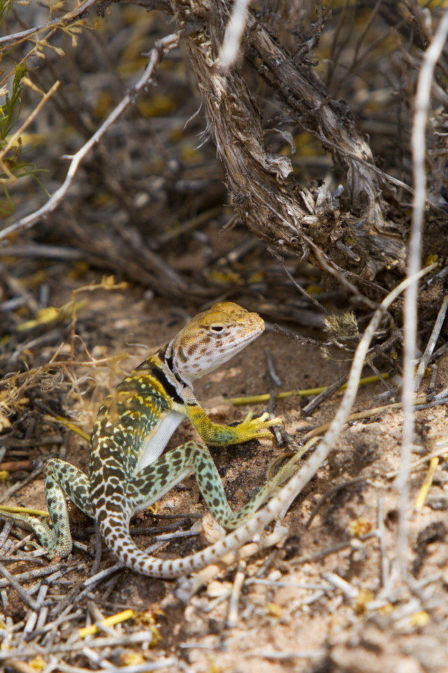 Ошейниковая пустынная игуана в сухих ветках