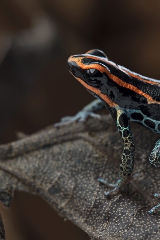 Лягушка сетчатый древолаз сидит на сухом листе