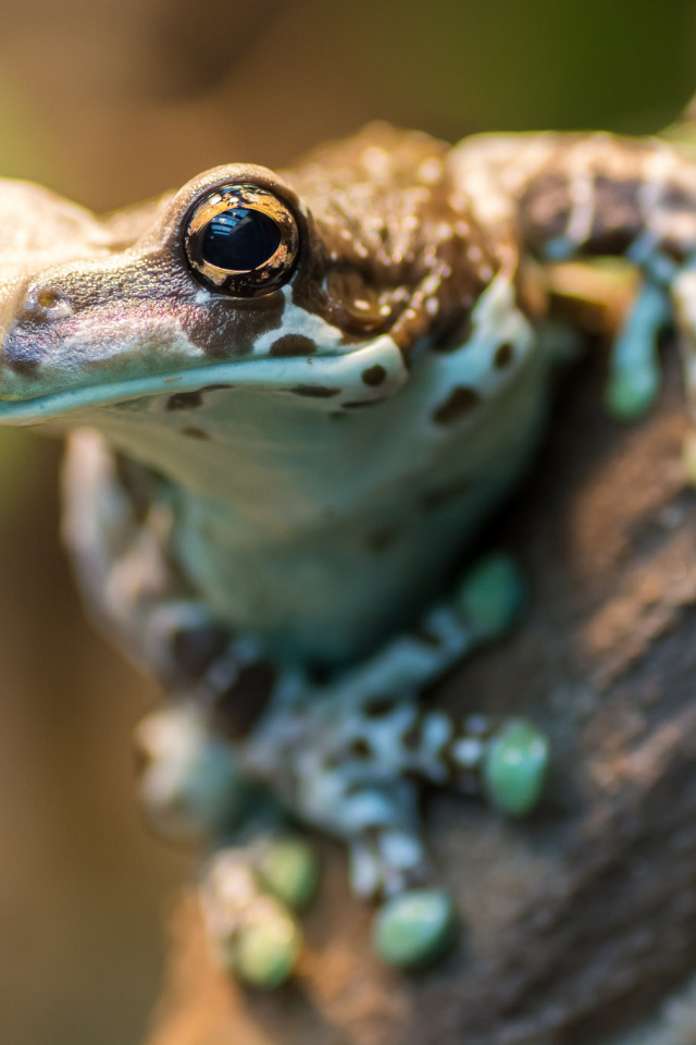 Лягушка на дереве крупным планом 