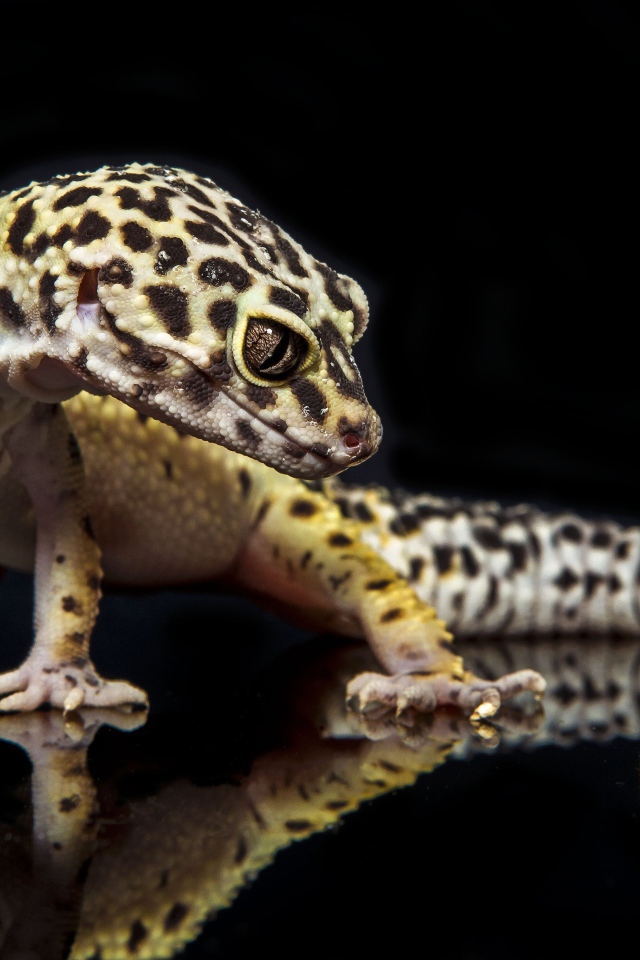 Геккон охотится на гусеницу на черном фоне
