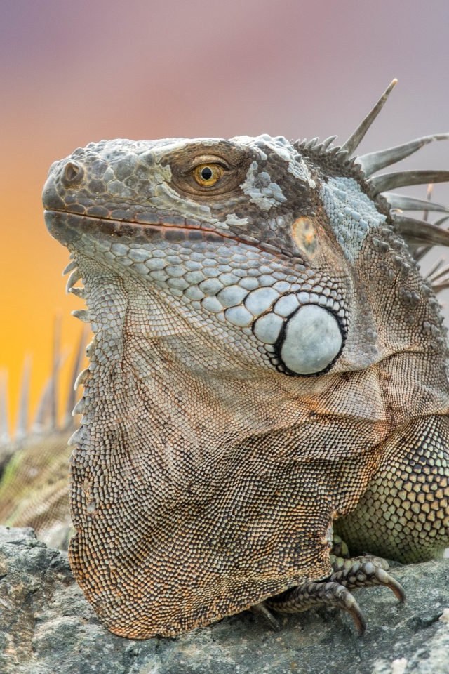 Серая игуана отдыхает на камне 