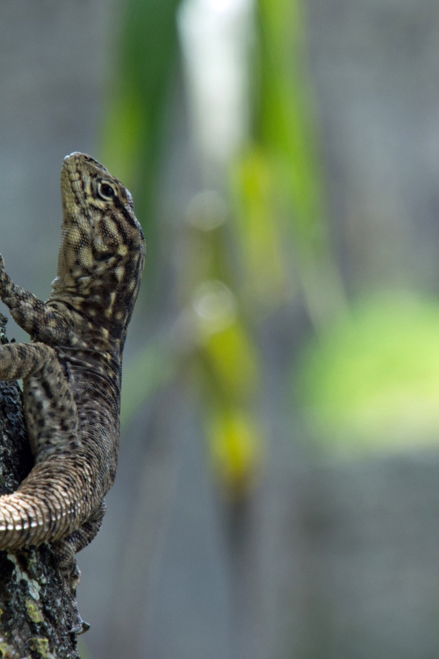 Серая ящерица на дереве 