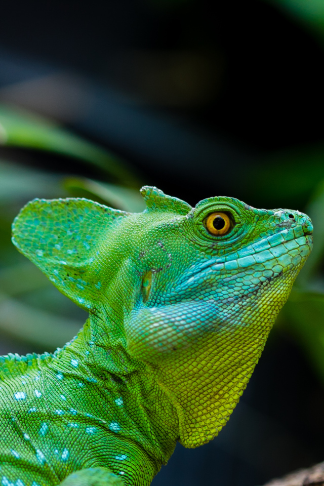 Зеленый ящер василиск с желтыми глазами 