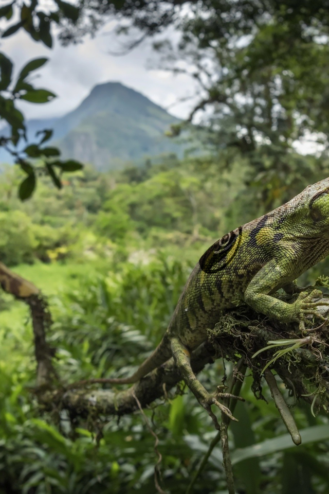 Зеленая большая ящерица на ветке дерева