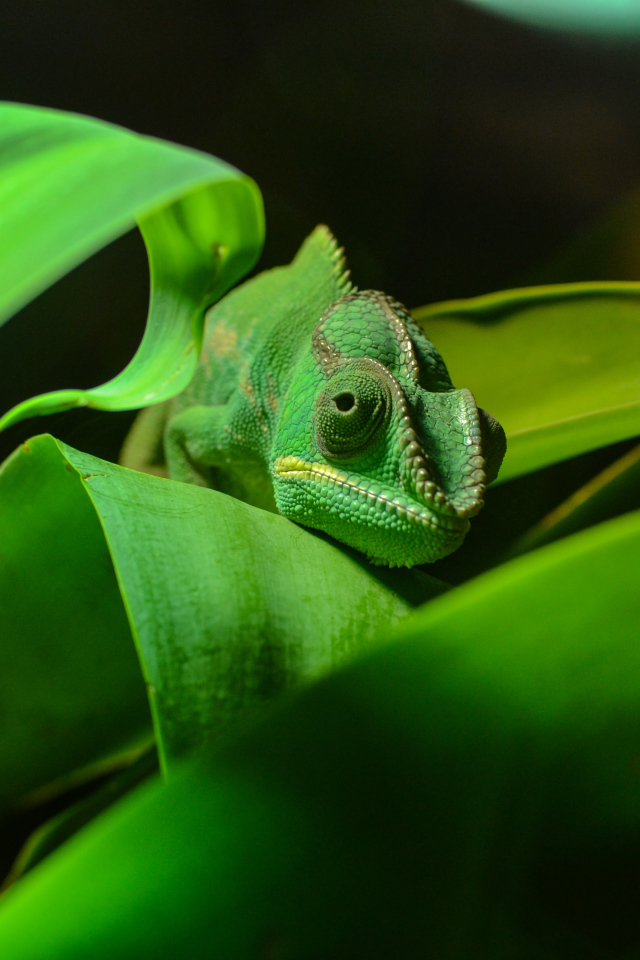 Зеленый хамелеон спрятался в зеленых листьях 