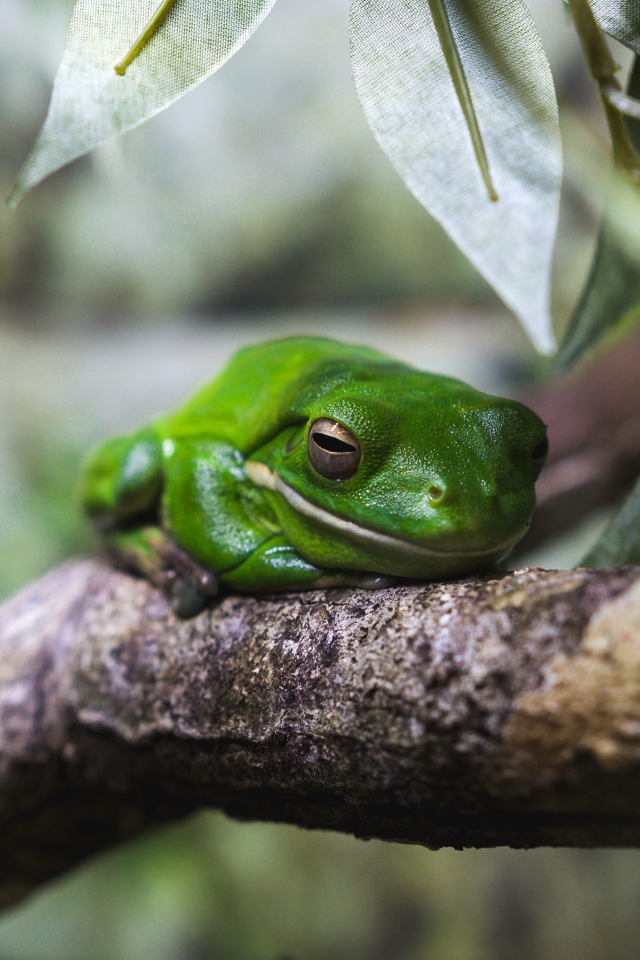 Зеленая лягушка на дереве 
