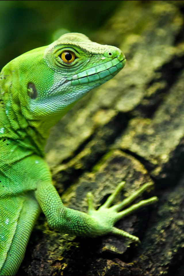 Зеленая ящерица с желтыми глазами на дереве 