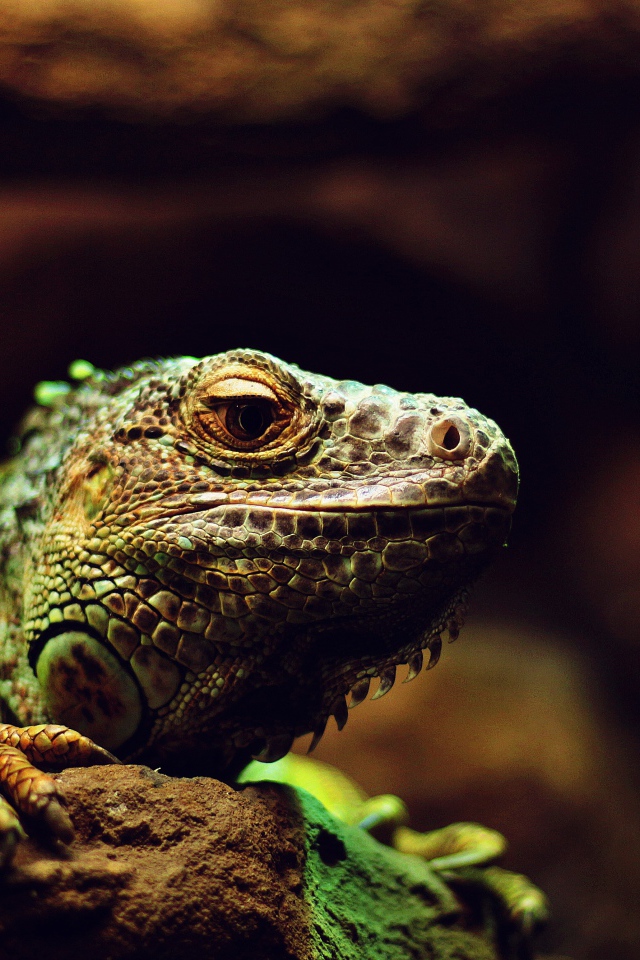 Большая зеленая игуана на камне 