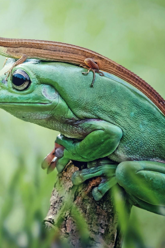 Ящерица сидит на большой зеленой лягушке 