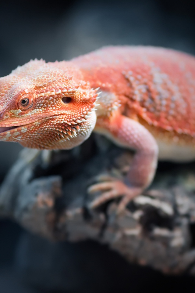 Оранжевая бородатая агама сидит на камне 