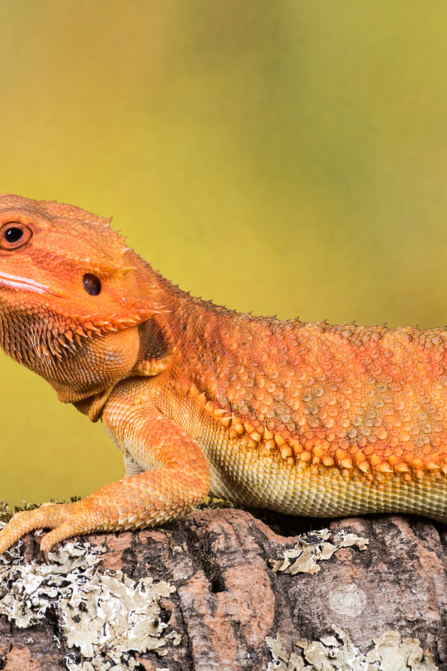 Оранжевая ящерица сидит на камне