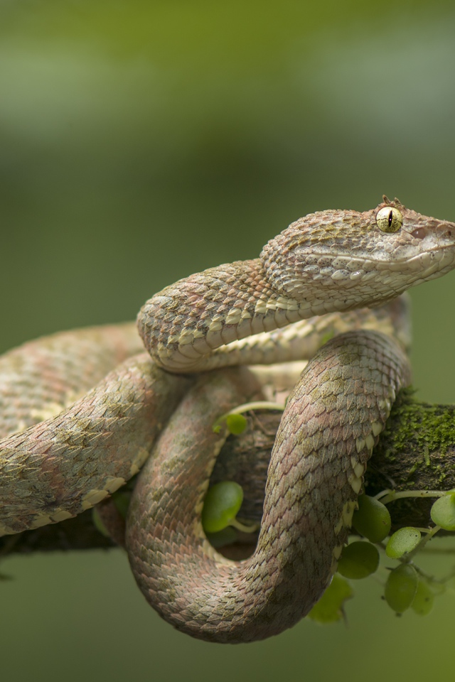 Ядовитая змея цепкохвостый ботропс Шлегеля на ветке дерева