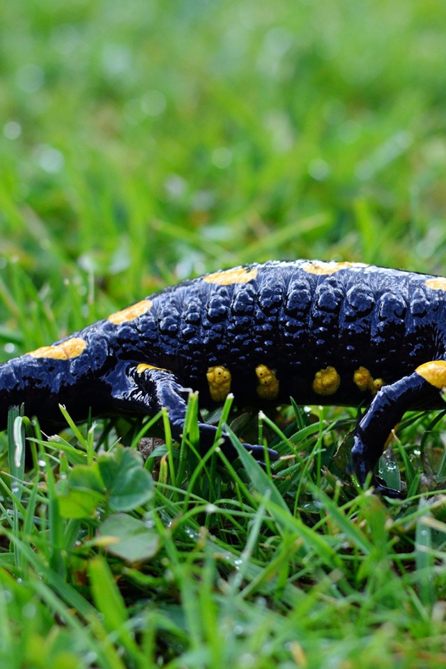 Саламандра на мокрой зеленой траве 