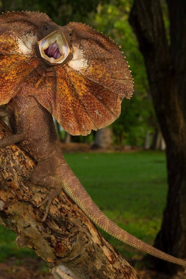 Грозная Плащеносная ящерица на дереве