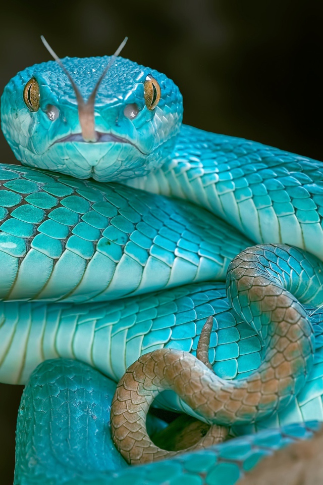 Змея голубого цвета высунула язык