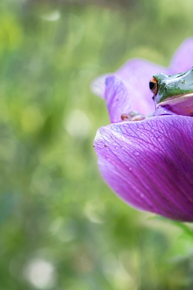 Лягушка сидит в сиреневом цветке 