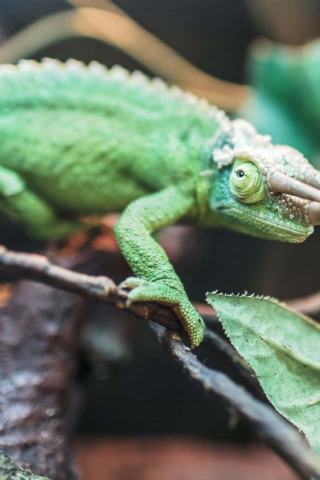 Зеленый хамелеон Джексона на ветке 