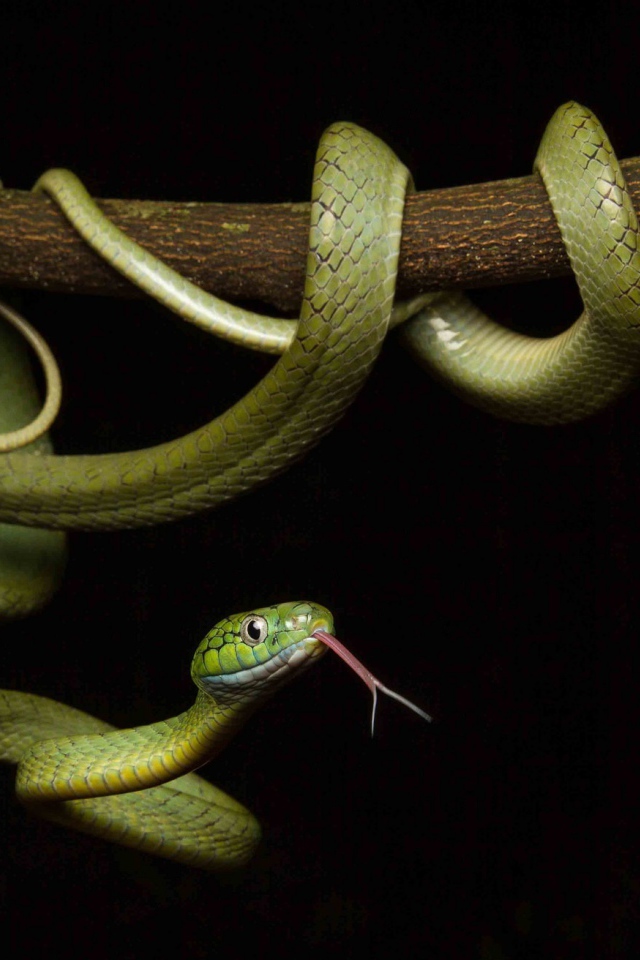 Зеленая змея с высунутым языком обвилась на ветке дерева