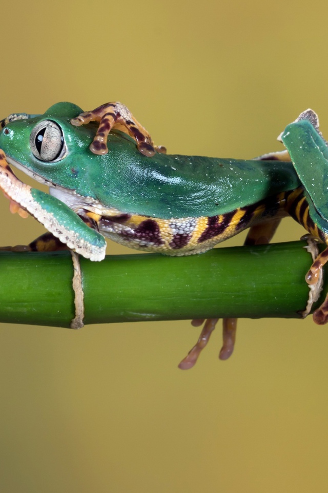 Три зеленые лягушки сидят на зеленой ветке