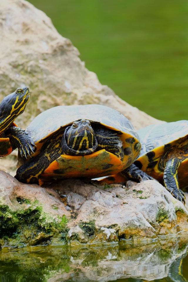 Три черепахи на камне у водоема 