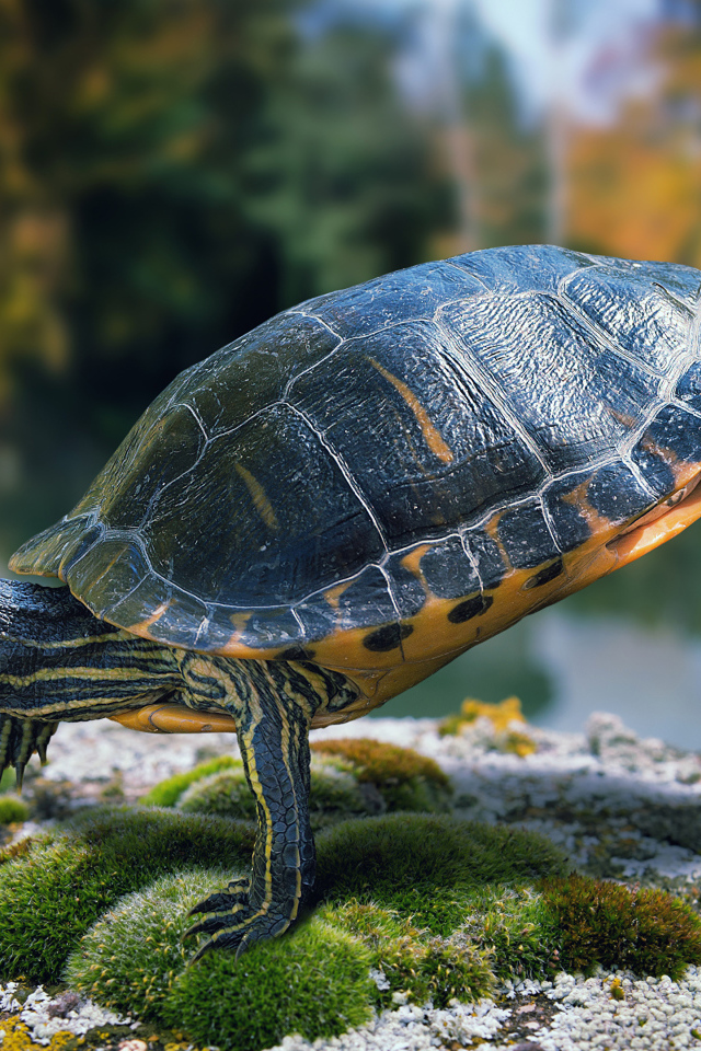 Красивая черепаха делает гимнастику на камне  