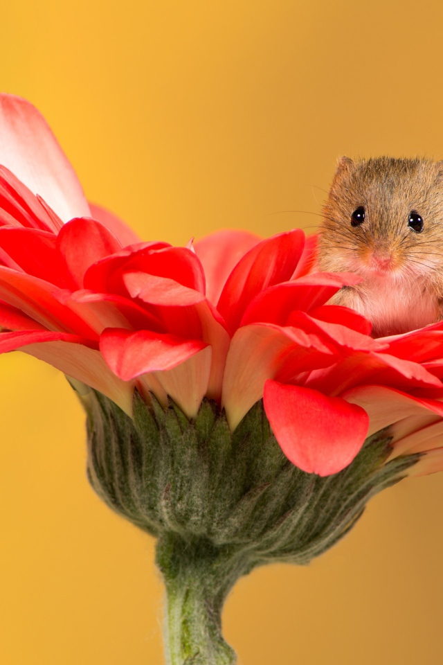 Маленький забавный мышонок сидит на красном цветке герберы