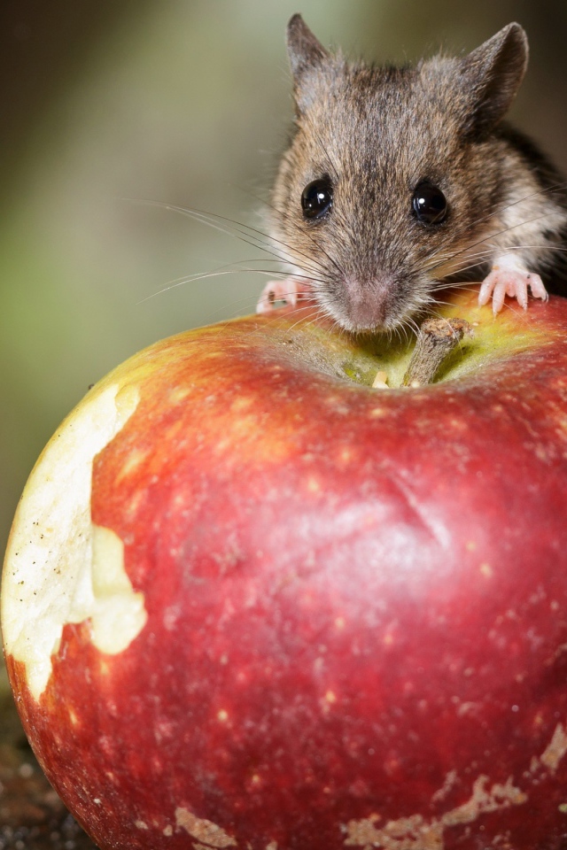 Маленький мышонок сидит на большом красном яблоке 