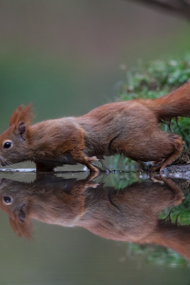 A small red squirrel near the water