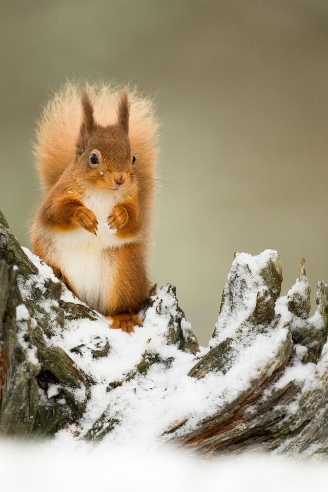 A small red squirrel sits on a snow-covered snag
