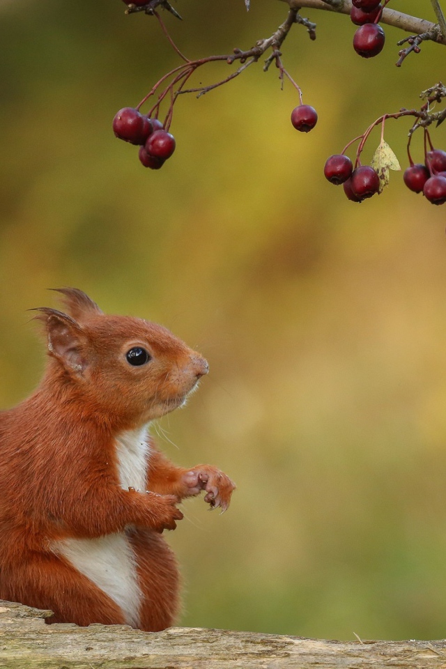 Маленькая белка сидит на ветке с красными ягодами