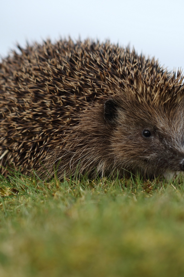Big spiny hedgehog in the green grass