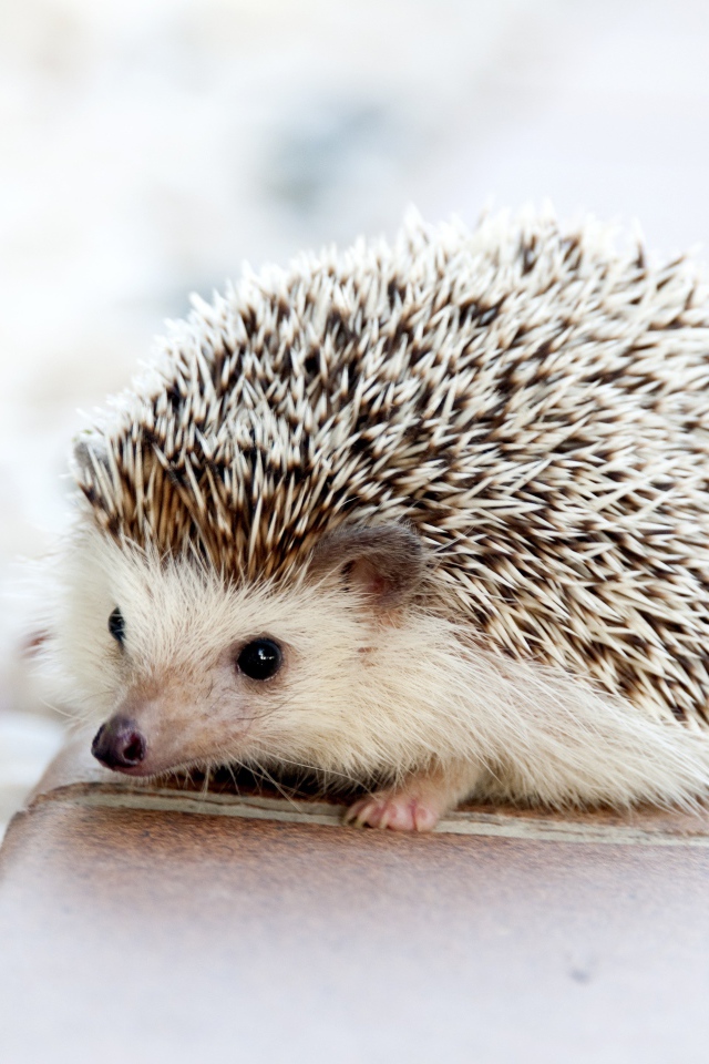 Милый колючий еж крупным планом