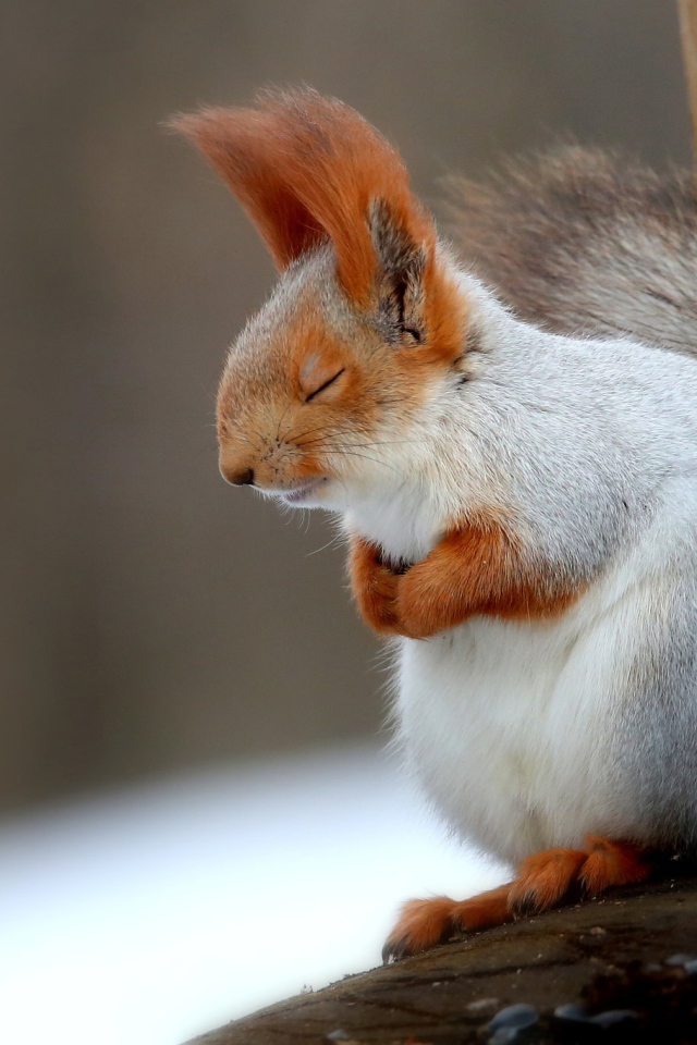 Fluffy gray squirrel sleeping on a branch