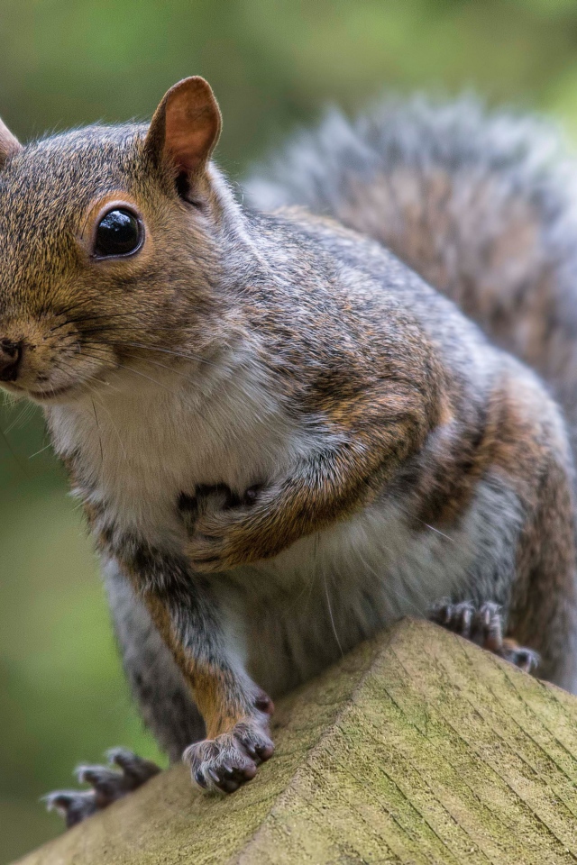 Забавная любопытная белка крупным планом
