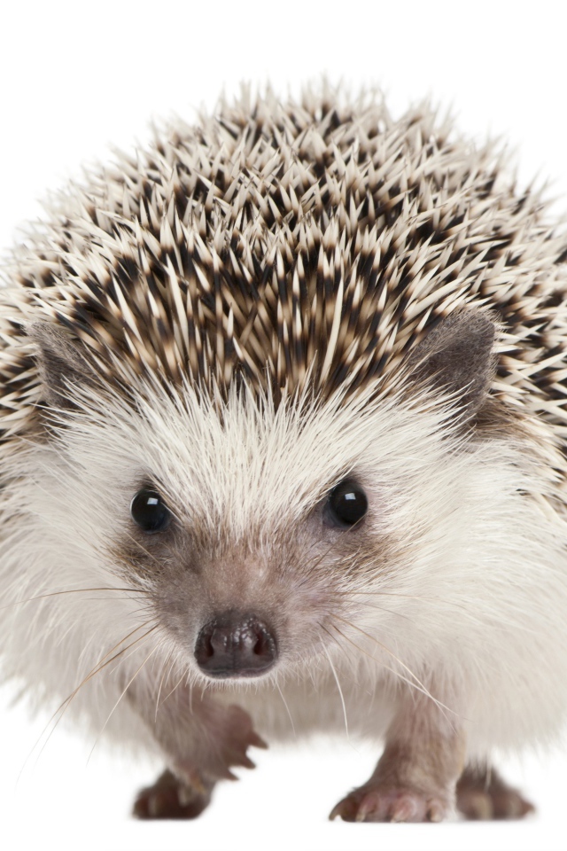 Забавный еж крупным планом на белом фоне
